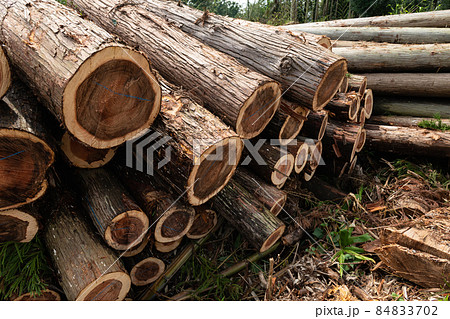 林業伐採現場 林業伐採現場 84833702