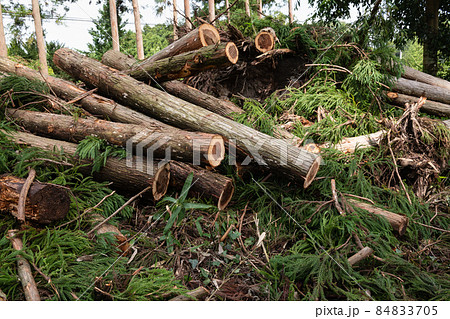 林業伐採現場 84833705