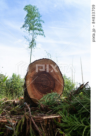林業伐採現場 林業伐採現場 84833709
