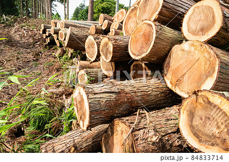 林業伐採現場の貯木場  84833714