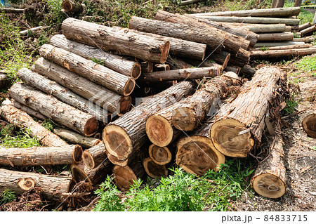 林業伐採現場の貯木場  84833715