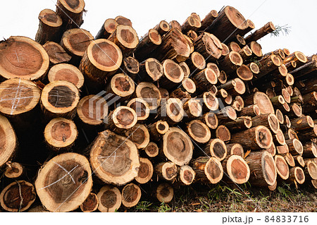 林業伐採現場の貯木場  84833716