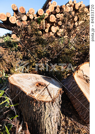 林業伐採現場の貯木場 と切り株 林業伐採現場の貯木場 と切り株 84833720