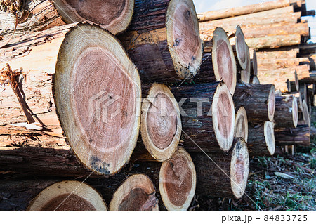 林業伐採現場の貯木場  84833725