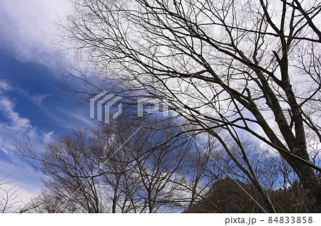 青空と枯木《道志村》 84833858