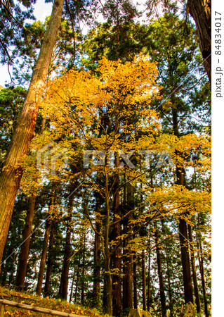 秋、紅葉、もみじ、世界文化遺産、世界遺産、文化遺産、ユネスコ、中尊寺、比叡山、延暦寺、慈覚大師、円仁 秋、紅葉、もみじ、世界文化遺産、世界遺産、文化遺産、ユネスコ、中尊寺、比叡山、延暦寺、慈覚大師、円仁 84834017