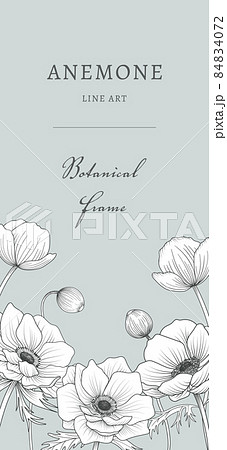 アネモネの花の背景素材02　縦長携帯待受など 84834072