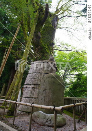 白山比咩神社 境内神門前の大ケヤキ 白山比咩神社 境内神門前の大ケヤキ 84834149