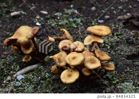 ナラタケ ナラタケ 84834325