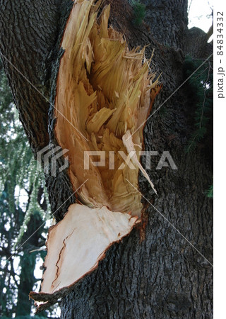 台風の爪あと 84834332