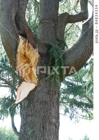 台風の爪あと 84834334