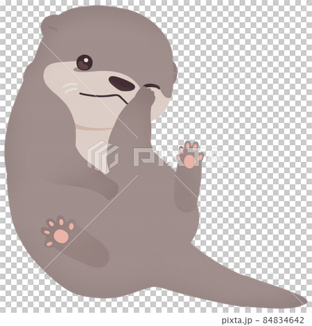 仰向けのカワウソ 84834642