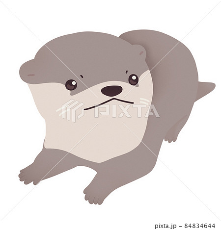 ふせをするカワウソ ふせをするカワウソ 84834644