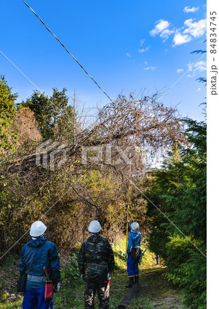 電線へ倒れた樹木のプロによる撤去作業 84834745