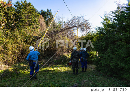 電線へ倒れた樹木のプロによる撤去作業 84834750