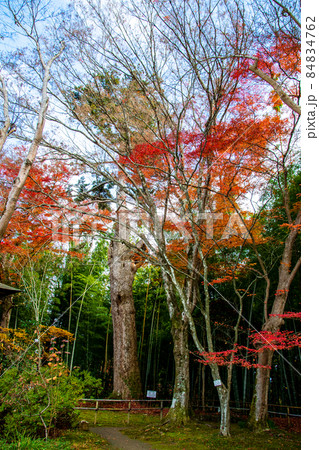岩手県 平泉 世界文化遺産 中尊寺 大長寿院の巨木 天然記念物 モミの木 岩手県 平泉 世界文化遺産 中尊寺 大長寿院の巨木 天然記念物 モミの木 84834762