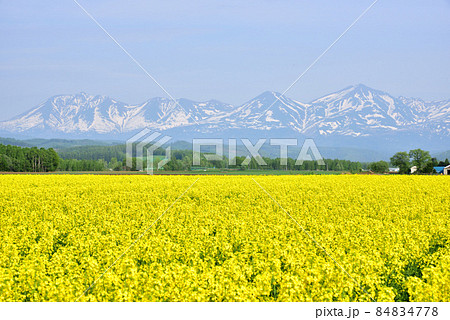 美瑛の春　残雪の十勝連峰　菜の花畑と十勝連峰　北国の春　北国イメージ　 84834778