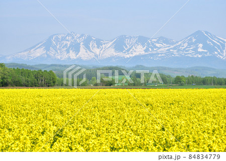 美瑛の春　残雪の十勝連峰　菜の花畑と十勝連峰　北国の春　北国イメージ　 84834779