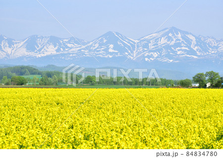 美瑛の春 残雪の十勝連峰 菜の花畑と十勝連峰 北国の春 北国イメージ 美瑛の春 残雪の十勝連峰 菜の花畑と十勝連峰 北国の春 北国イメージ 84834780