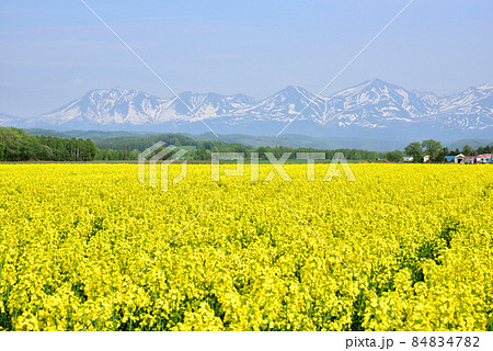 美瑛の春　残雪の十勝連峰　菜の花畑と十勝連峰　北国の春　北国イメージ　 84834782