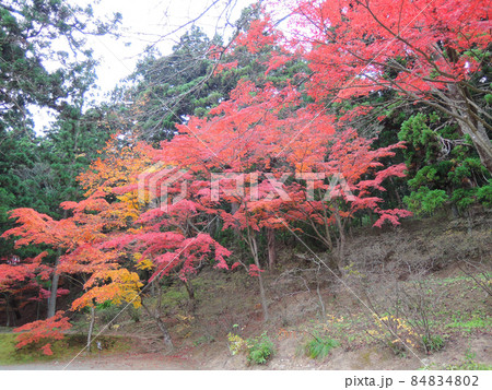 岩手県 平泉 世界文化遺産 中尊寺 表参道の紅葉 岩手県 平泉 世界文化遺産 中尊寺 表参道の紅葉 84834802