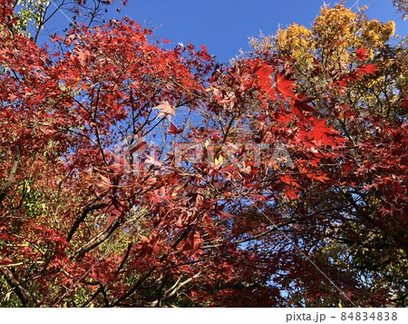 紅葉と青空 紅葉と青空 84834838