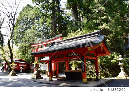 箱根町 箱根神社境内の手水舎と新緑 箱根町 箱根神社境内の手水舎と新緑 84835262