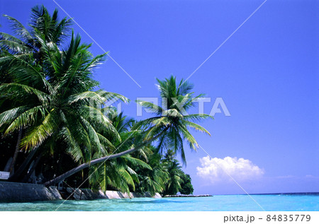 MaldivesRanveliの椰子の風景 84835779
