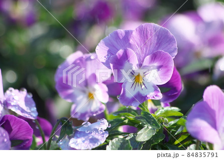 パンジー・ビオラの複色の花 パンジー・ビオラの複色の花 84835791