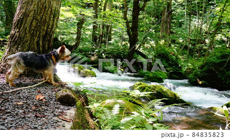 川辺の犬 川辺の犬 84835823