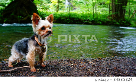 川辺の犬 川辺の犬 84835824
