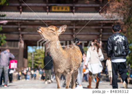《奈良県》奈良公園の鹿・東大寺の参道 84836312