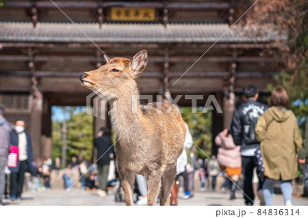 《奈良県》奈良公園の鹿・東大寺の参道 84836314
