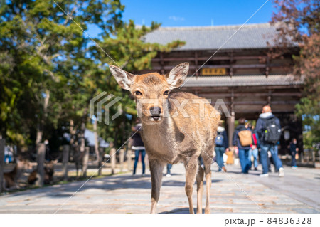 《奈良県》奈良公園の鹿・東大寺の参道 《奈良県》奈良公園の鹿・東大寺の参道 84836328