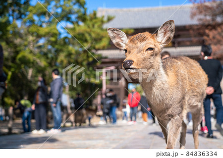 《奈良県》奈良公園の鹿・東大寺の参道 84836334