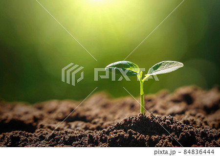 panorama small tree growing with sunrise. green world and earth day concept 84836444