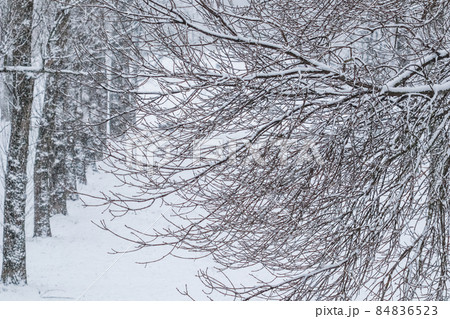 Snowing landscape, winter holiday concept - Fairytale fluffy snow-covered trees branches, nature scenery with white snow and cold weather. Snowfall in winter park. Soft focus Snowing landscape, winter holiday concept - Fairytale fluffy snow-covered trees branches, nature scenery with white snow and cold weather. Snowfall in winter park. Soft focus 84836523