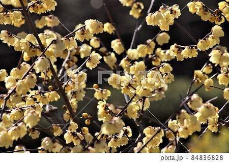 蠟梅の小さな月のような蕾可愛く一陽来復 84836828