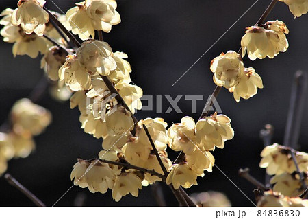 九冬を和ましてくれるロウバイの淡い花びら 九冬を和ましてくれるロウバイの淡い花びら 84836830