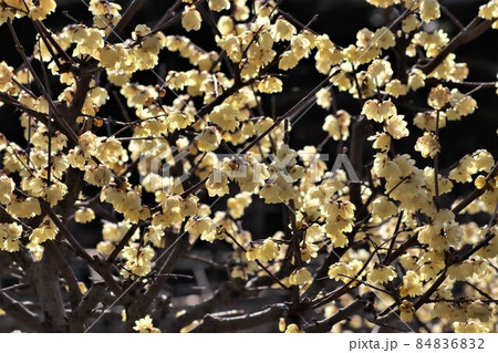 蝋梅の花可憐に咲いて冬立つ 84836832