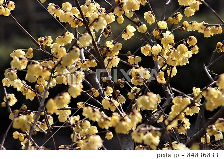 下向いて寒中けなげにロウバイの花 84836833