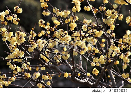 冬麗のうららかな陽射し受け蠟梅の花の萌え 84836835