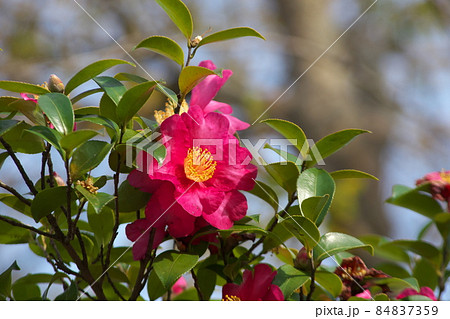 サザンカの赤花【緑背景】 84837359