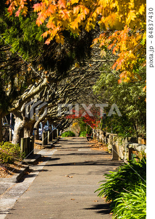 オーストラリア　ニューサウスウェールズ州のレウラの街並み 84837430