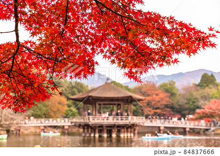 《奈良県》紅葉と浮見堂・秋の奈良公園 84837666