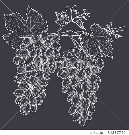 Vintage bunch of grapes. 84837742
