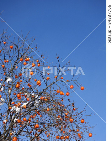 雪柿 柿 雪 冬 雪柿 柿 雪 冬 84837766
