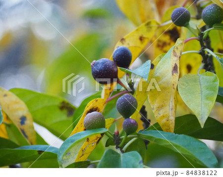 イヌビワ イヌビワ 84838122