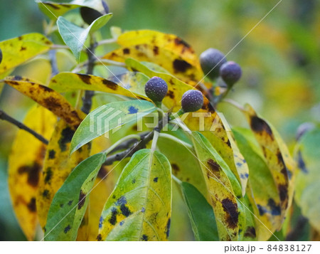 イヌビワ イヌビワ 84838127