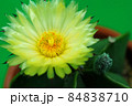 美しい花サボテン　黄花ヘキラン 84838710